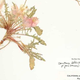 Illustration for article titled How the New York Botanical Garden Digitizes Nearly 300 Plants a Day